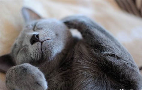 猫咪得了猫瘟一直拉稀该怎么办呀