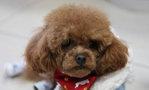 泰迪犬能吃樱桃吗