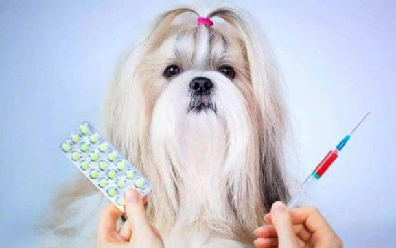 泰迪狗狗怀孕注意事项有哪些