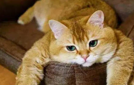 猫冬天喝冷水还是温水,注意什么