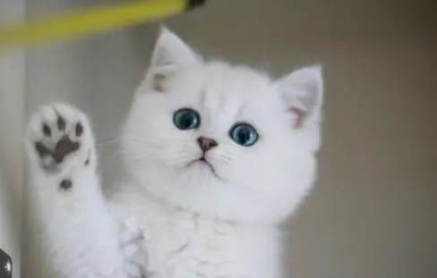 阿比西尼亚猫和东方短毛猫哪个好养
