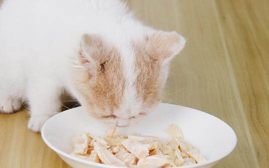 小猫咪多大需要挤肛门腺