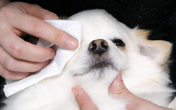 狗狗要死之前的表现