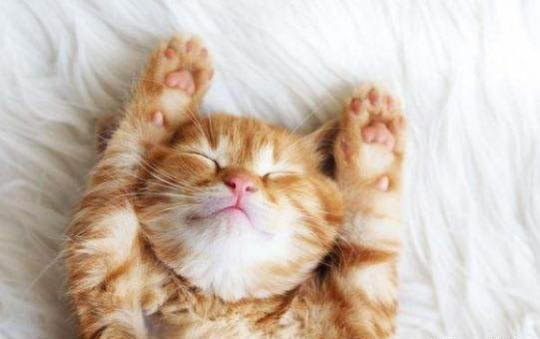 猫在怀孕期有癣怎么办