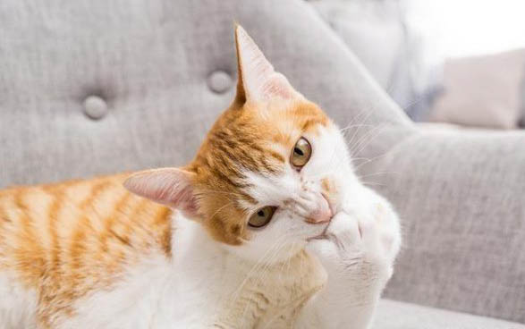 请问猫咪呕吐的原因及处理方法?