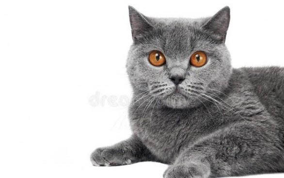 猫咪咳嗽打喷嚏拉稀是感冒了吗怎么办
