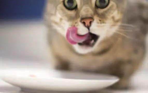 小猫叫不出声音是什么原因