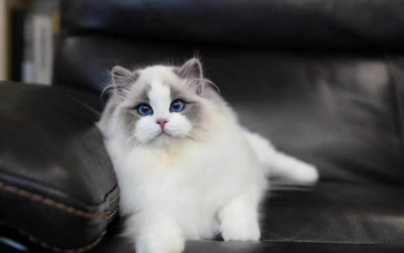 猫咪叫声沙哑了很多