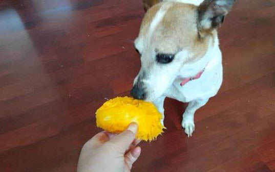 小泰迪小狗多少钱一只