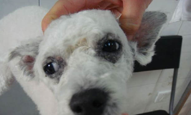 常见犬类品种大全
