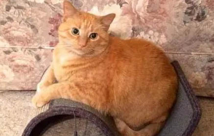 为什么橘猫容易胖？