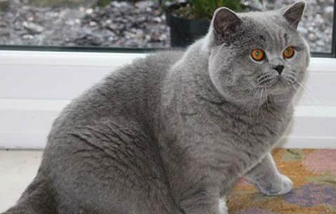 英国短毛猫有哪些品种