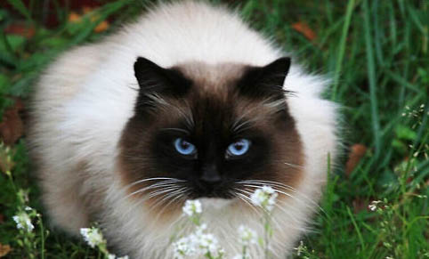 请问猫咪呕吐的原因及处理方法?