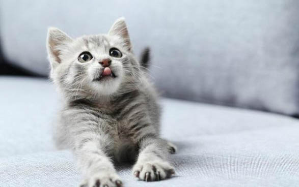 小猫打嗝一抽抽,你需要了解的三个原因及处理方法
