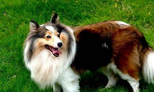 怎么保护苏格兰牧羊犬狗狗的牙齿