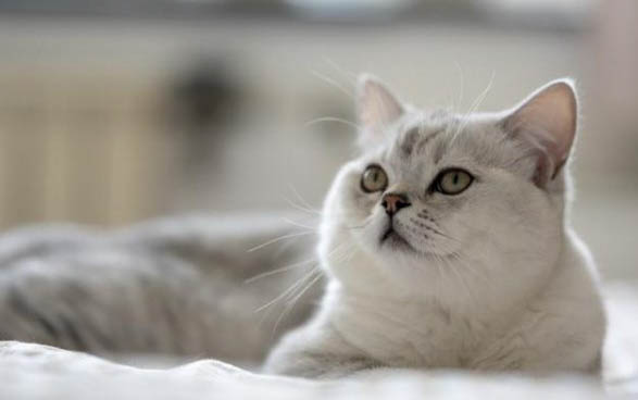 猫咪为什么都不粘人了