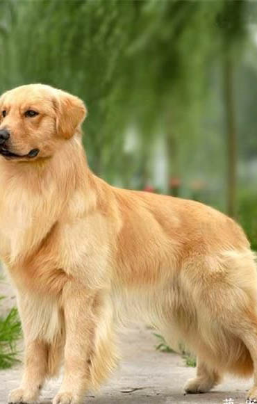 狗狗白内障和角膜炎怎么分辨