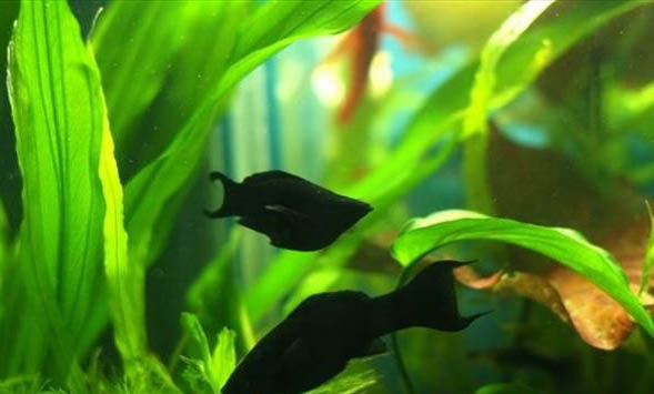 黑玛丽鱼多大可以繁殖