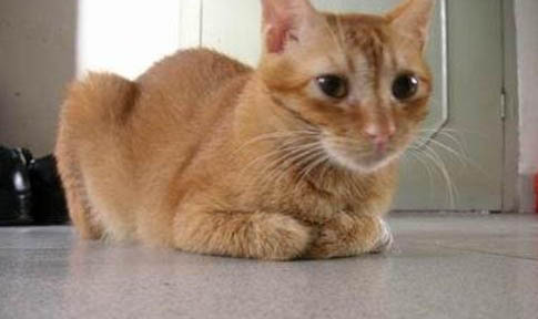 猫咪多大可以生小猫?