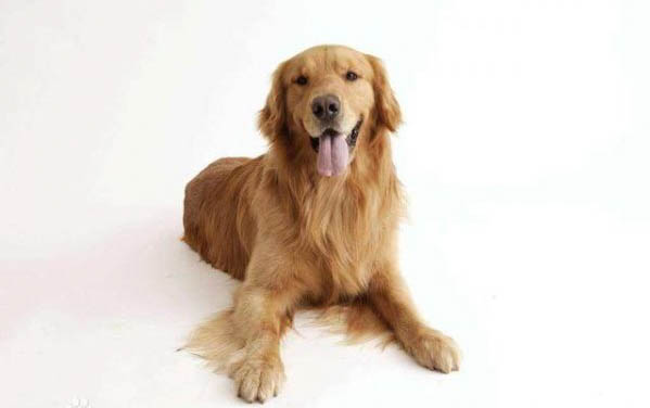 金毛犬有黑色的吗