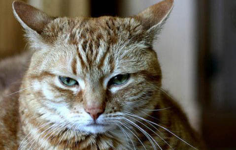 猫咪眼睛红肿了怎么办?