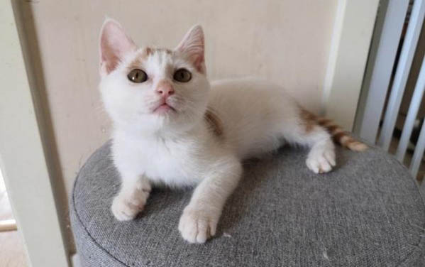 猫咪喝酸奶会拉肚子吗