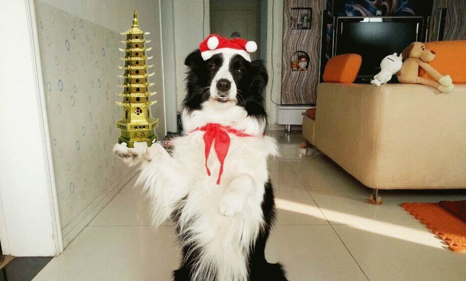狗狗吧唧嘴感觉嘴黏