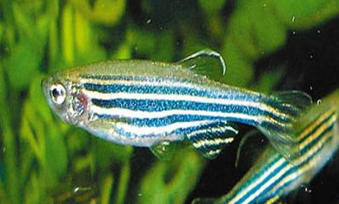 鱼缸里没有增氧泵可以养鱼吗