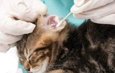幼猫什么时候可以打疫苗