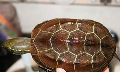 草龟和巴西龟能不能一起养