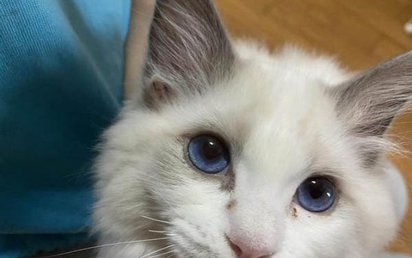 小猫出生几天开始磨牙