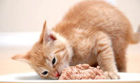 宠物猫：猫咪托运48小时不吃不喝可以吗