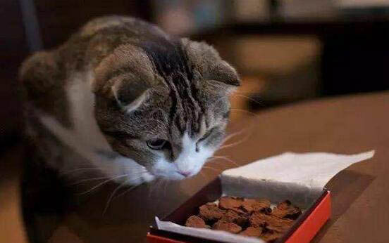 小猫一直叫的原因是什么?