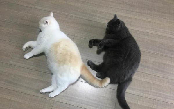小猫口吐白沫的原因及处理方法