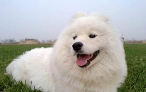 狗狗品种大全及图片