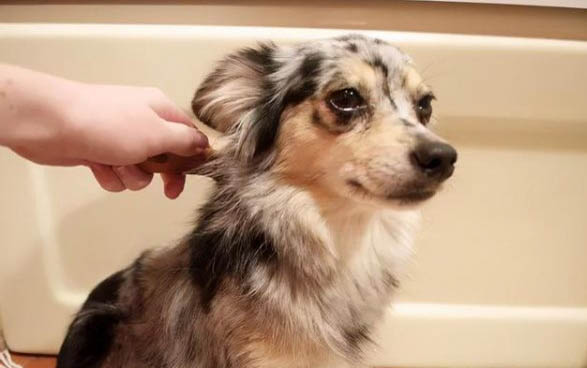 狗狗会感染细小病毒吗