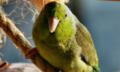 绿桃牡丹鹦鹉怎么分辨公母