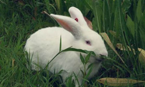 兔子知道饥饱吗?