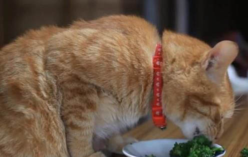猫咪感冒流鼻涕怎么办