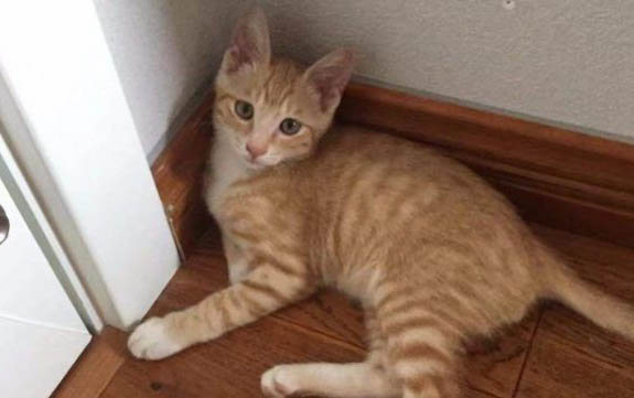 两个月小猫一顿吃多少蛋黄