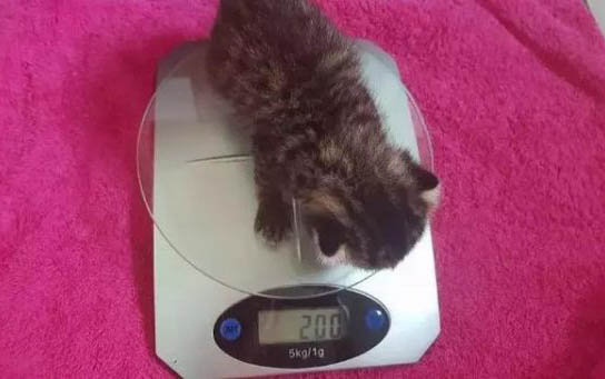 小猫几个月可以洗澡