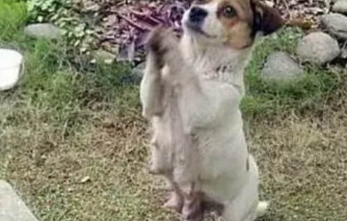 怎么给狗狗量体温