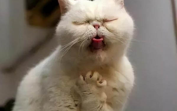 两个月大的小猫会主动吃猫草吗