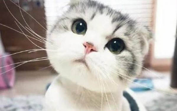 怎么处理猫生小猫