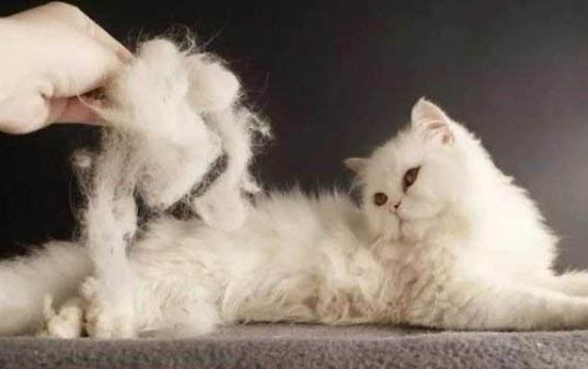 如何给小猫喂药