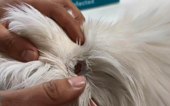 猫轻微咬伤要不要打针?