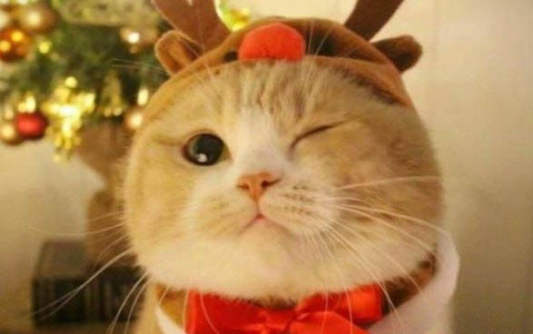 怎样让猫咪变得温顺听话粘人