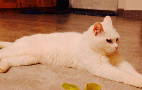 猫咪咳嗽打喷嚏拉稀是感冒了吗怎么办