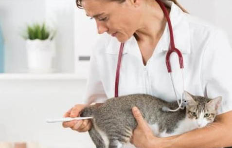 猫戴伊丽莎白圈很难受怎么办?