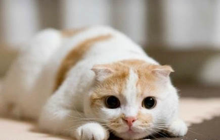 猫咪发出嗡嗡的震动声是什么原因？